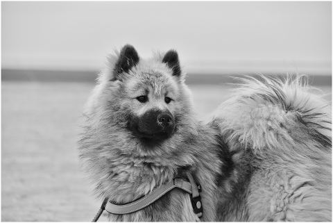 dog-eurasier-black-and-white-photo-4295727
