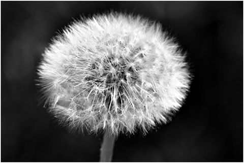 dandelion-spring-fulfillment-nature-5030996