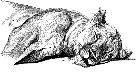 leone-animal-mammal-carnivore-4779480
