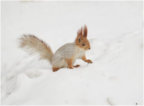 squirrel-animals-nature-spring-4889171