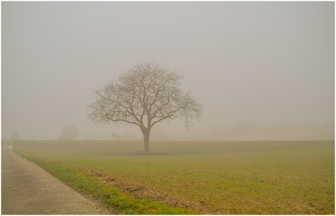 fog-tree-scenic-winter-nature-4724739