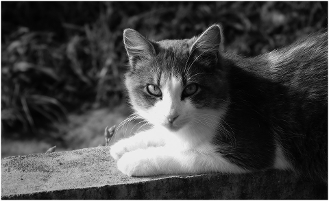 animal-cat-feline-pet-colombia-4374210
