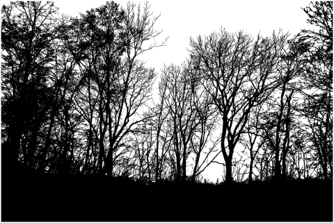 forest-trees-silhouette-branches-5207068