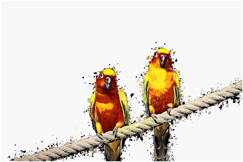 parrot-animal-bird-feather-bill-5200283