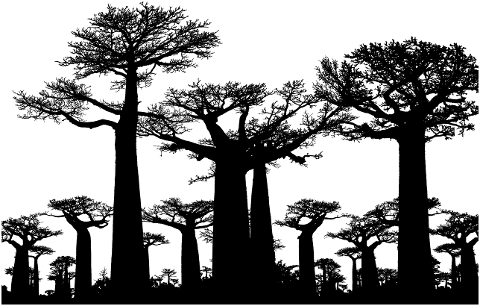 forest-trees-silhouette-baobab-4208853
