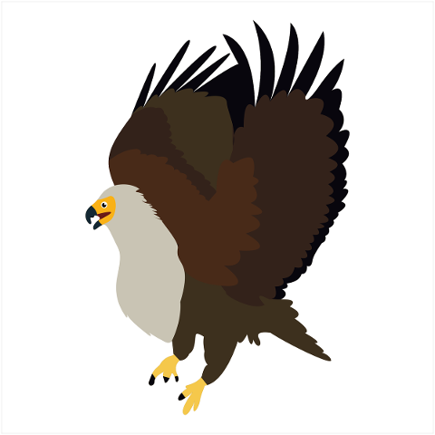 bird-eagle-wing-animal-predators-5012381