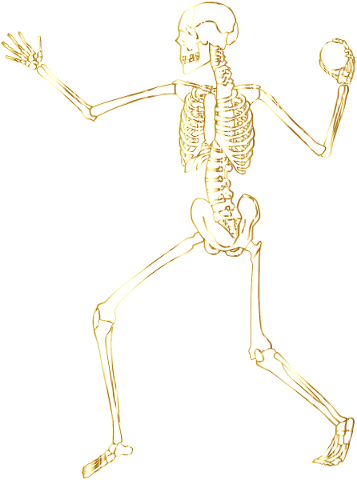 skeleton-bones-line-art-human-5126722