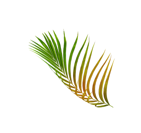 palm-leaf-leaves-green-tropical-4324152