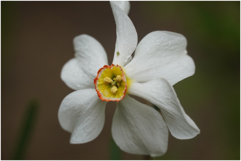 flower-spring-nature-plant-summer-5145469