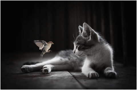 portrait-cat-sparrow-contracts-4818042