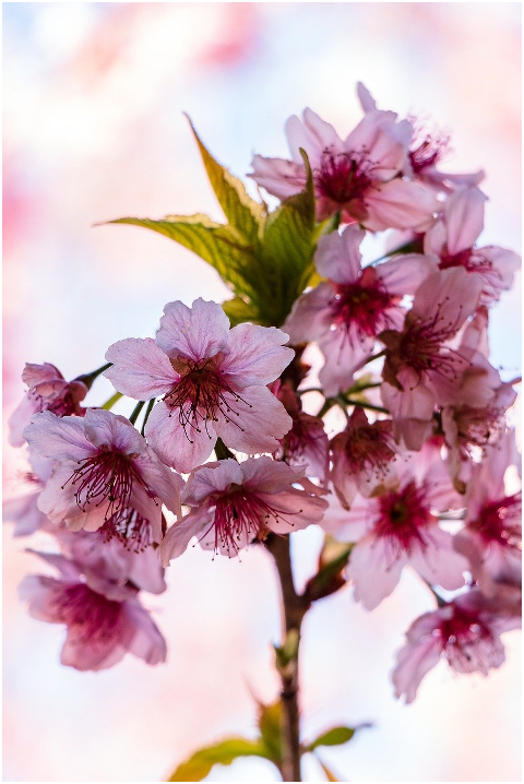 cherry-blossom-flowers-branch-6054249