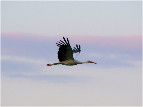 storks-nature-rattle-stork-4323181