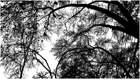 forest-trees-silhouette-branches-5207926