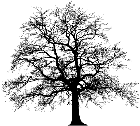 tree-silhouette-winter-plant-3979965