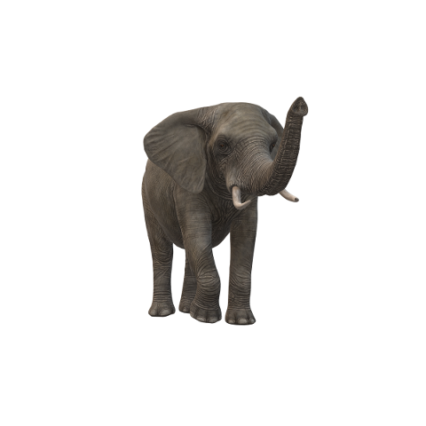 elephant-icon-elephant-icon-tusks-5569056