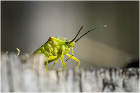 portrait-green-bug-stump-wild-4857849