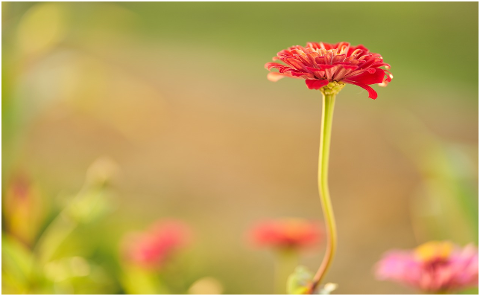 flower-zinnia-flower-garden-4588611