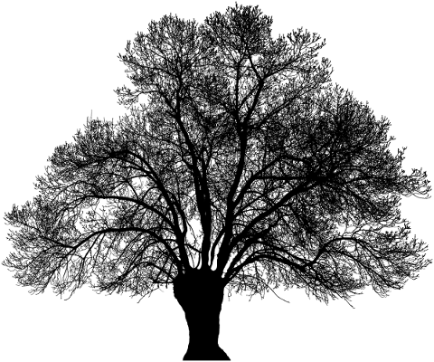 tree-landscape-silhouette-plant-4762955