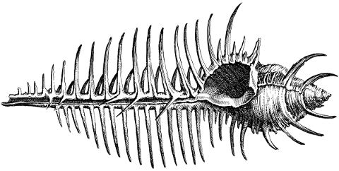 venus-comb-sea-shell-drawing-line-5437979