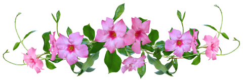 flowers-pink-mandevilla-vine-4814319