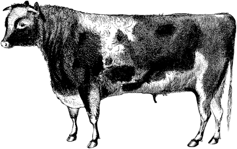 cow-animal-line-art-bovine-bull-5198260
