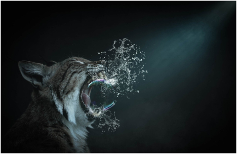 fantasy-cat-soap-bubble-burst-4736540