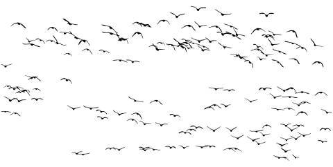 birds-flock-silhouette-animals-4763840