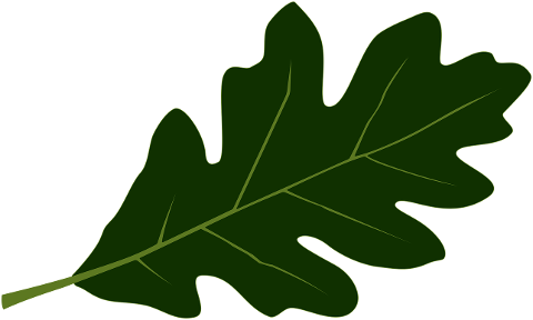 oak-leaf-nature-4600062