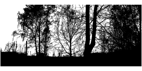 forest-trees-silhouette-branches-5184537