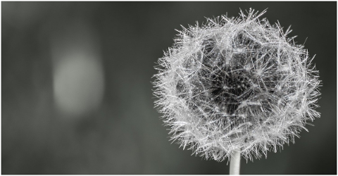 dandelion-close-up-abstract-macro-5140379