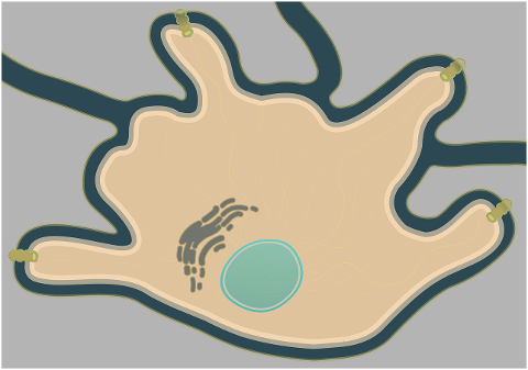 connectedbio-melanocyte-white-cell-4604310