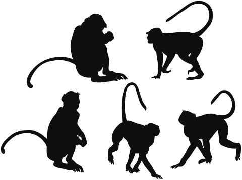 animal-silhouettes-monkey-silhouette-4880923