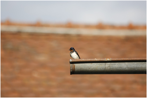 schwalbe-bird-barn-swallow-animal-5198949