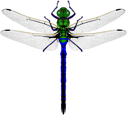 dragonfly-green-insect-wing-nature-5344277