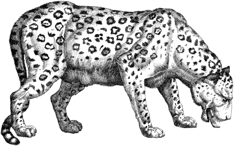 leopard-animal-line-art-sketch-5319160