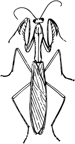 animal-bug-insect-mantis-praying-1295178