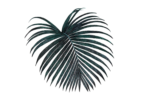 black-palm-leaf-nature-tropical-4496336