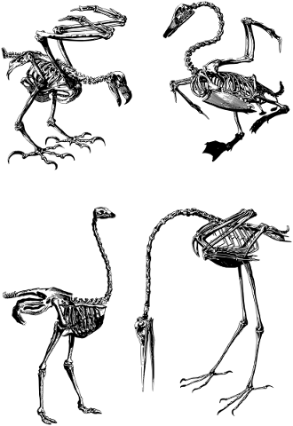 birds-skeleton-line-art-animals-5178779