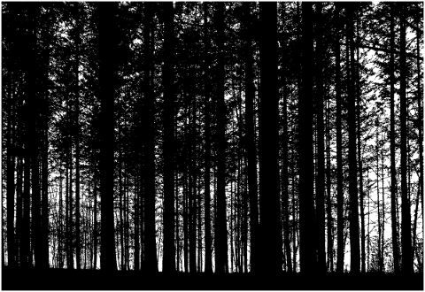 forest-trees-silhouette-branches-5171326