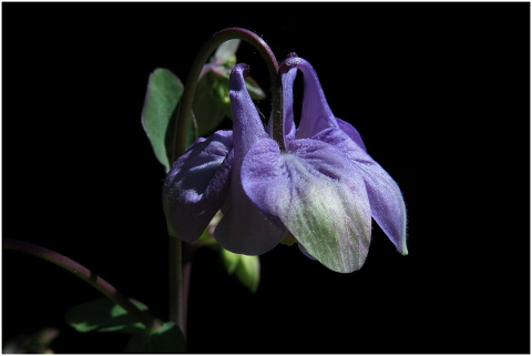 columbine-blue-blossom-bloom-plant-5159888