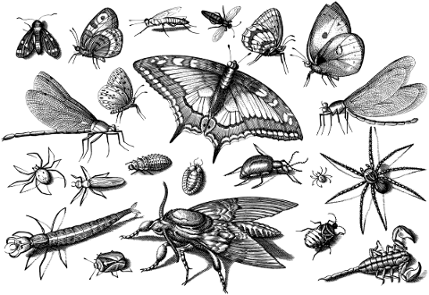 insects-animals-line-art-butterfly-4798278