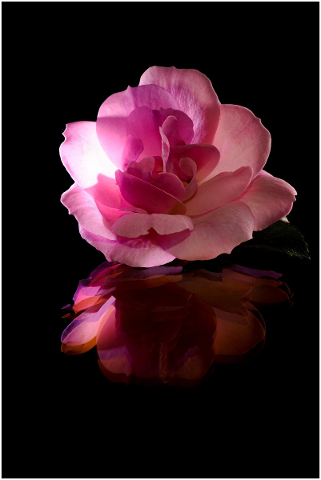 flower-pink-nature-spring-plants-5146264