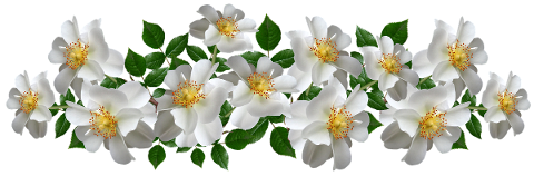 flowers-white-roses-arrangement-4989811