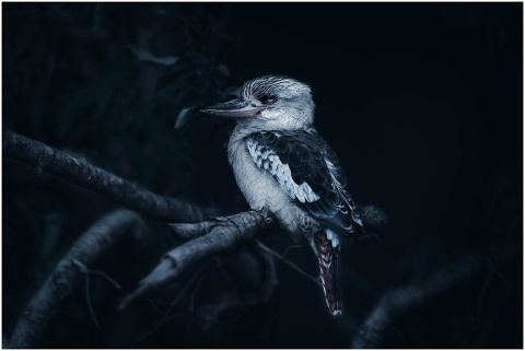 laughing-kookaburra-4913972