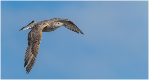 seagull-bird-freedom-sea-flight-5028769