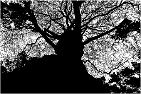 tree-forest-silhouette-trees-plant-4133372