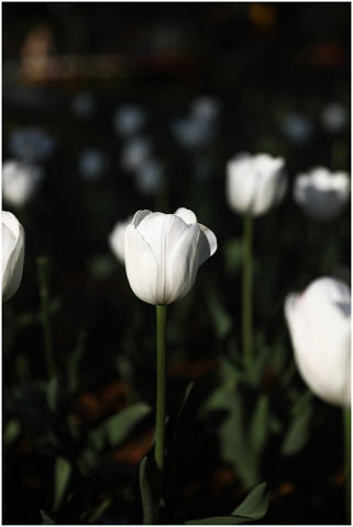 tulip-flowers-spring-5102914