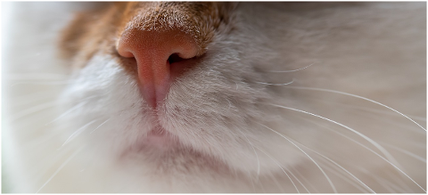 cat-nose-pet-whiskers-snout-4371986
