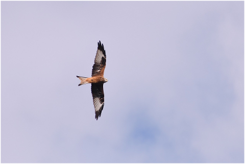 red-kite-bird-of-prey-flying-milan-4460343