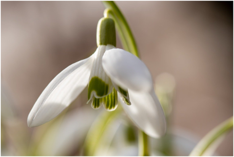 snowdrop-blossom-bloom-flower-4744936